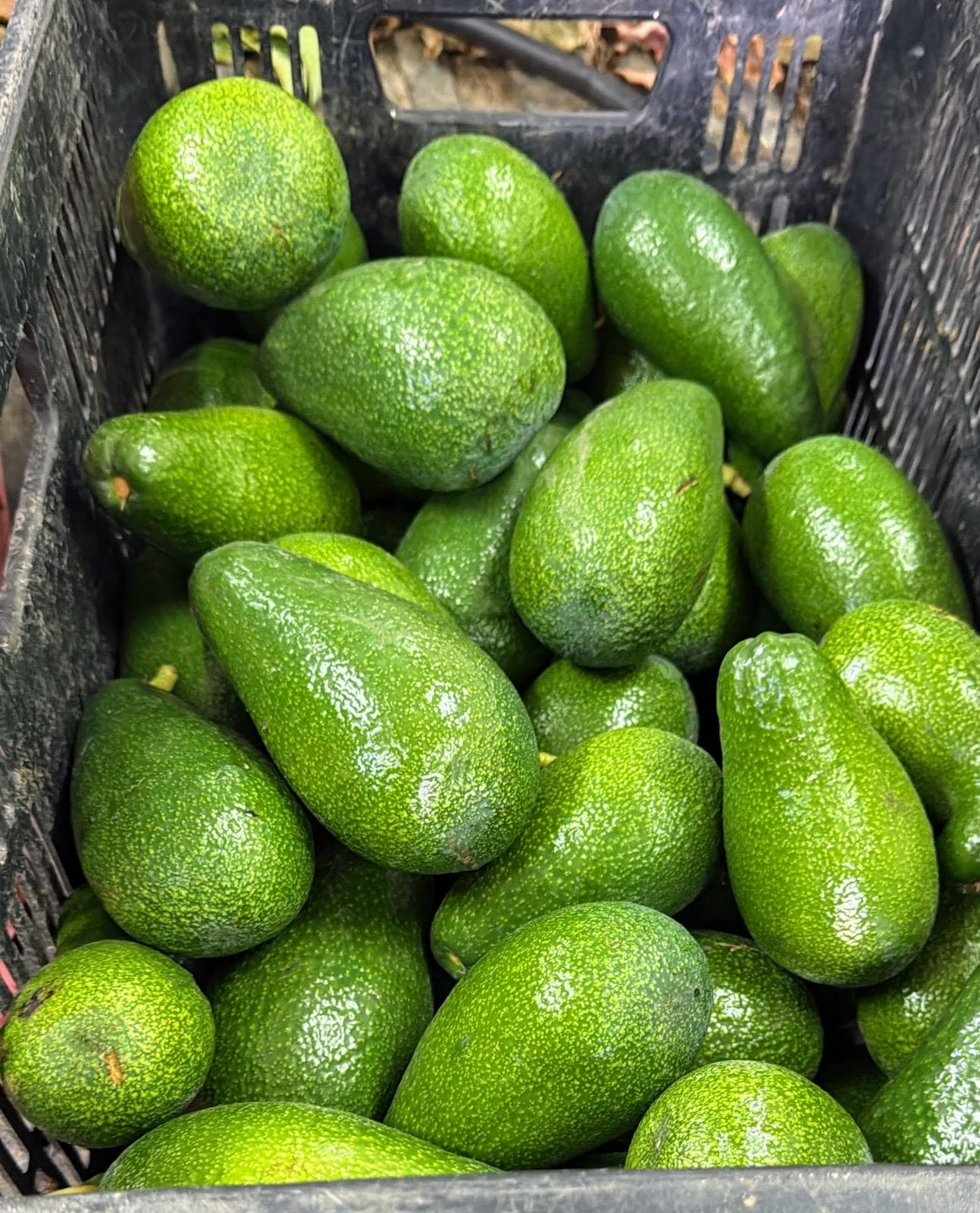 אבוקדו אטינגר