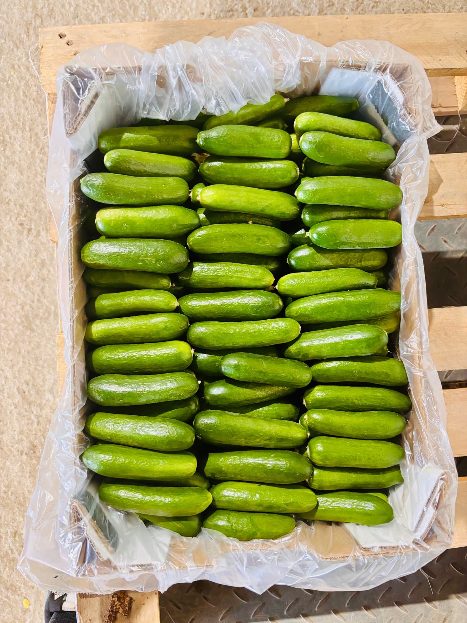תמונה 4 מתוך 4